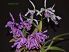 Cattleya maxima 